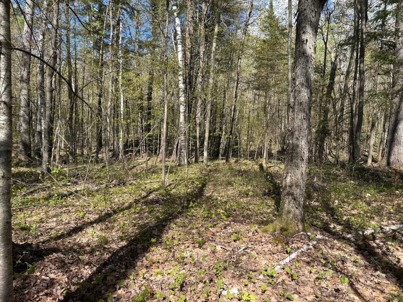 TBD Leonard Rd, Birchwood, WI 54817