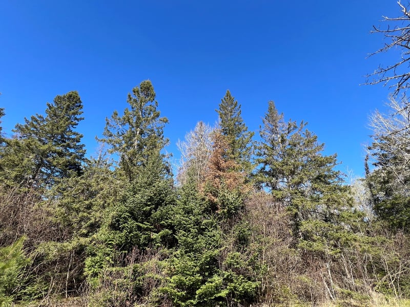 Parcel B Township Road D, Wawina, MN 55736