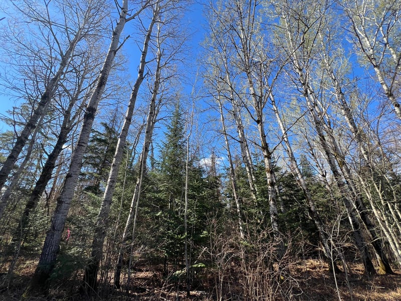 Parcel B Township Road D, Wawina, MN 55736