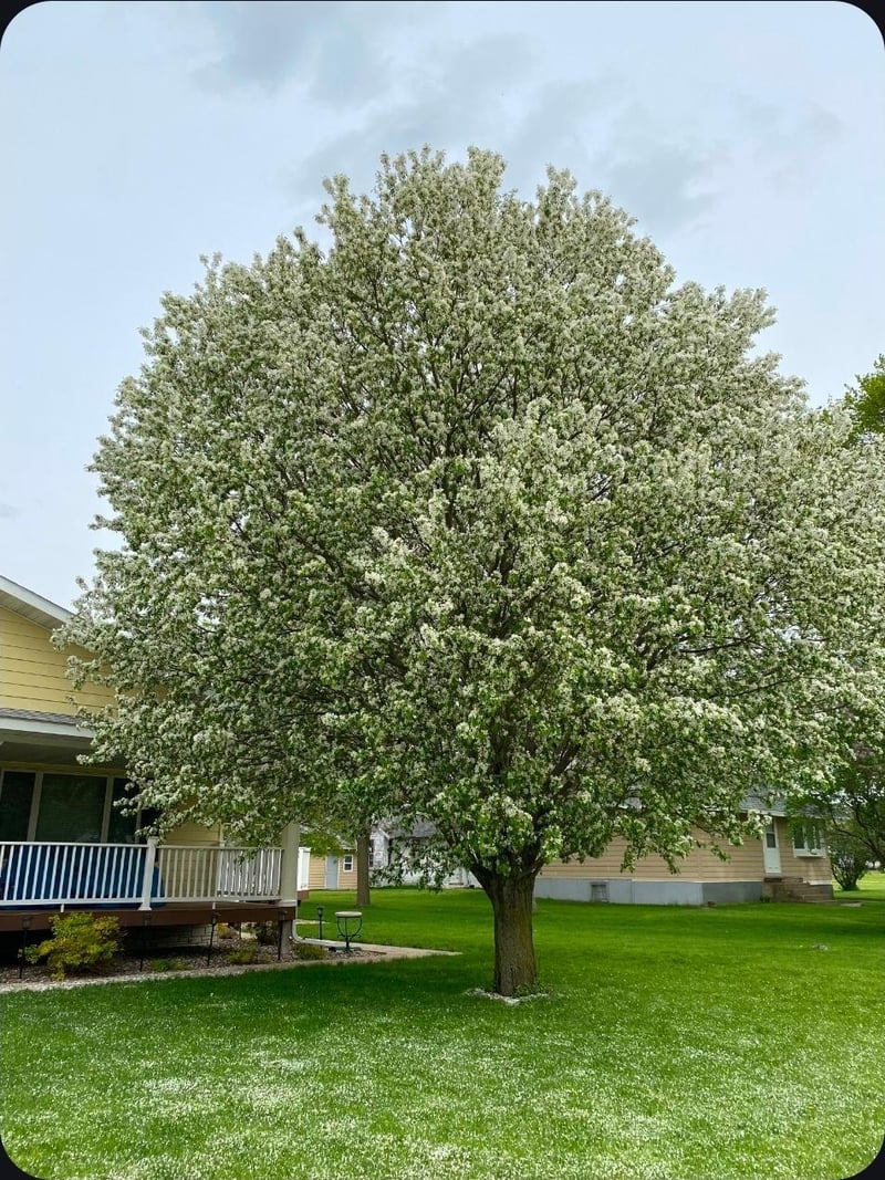 307 Brook Ave N, Porter, MN 56280