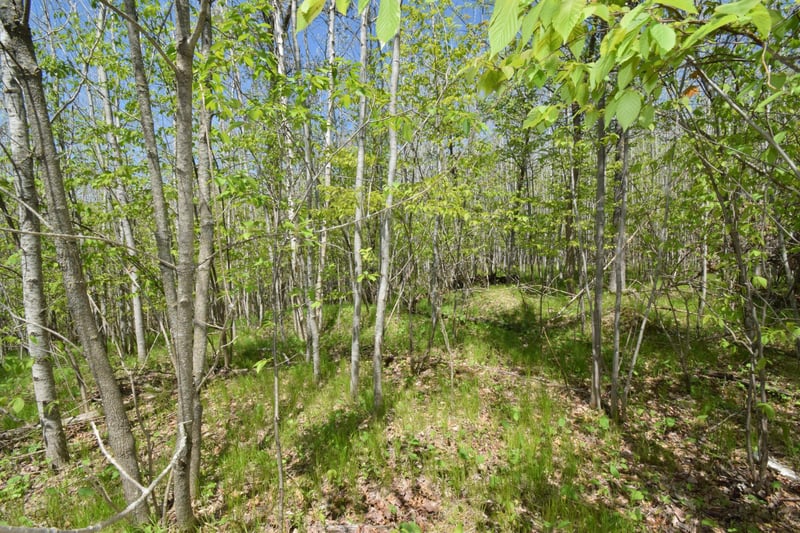 Lot 10 Fremsted Rd, Danbury, WI 54830