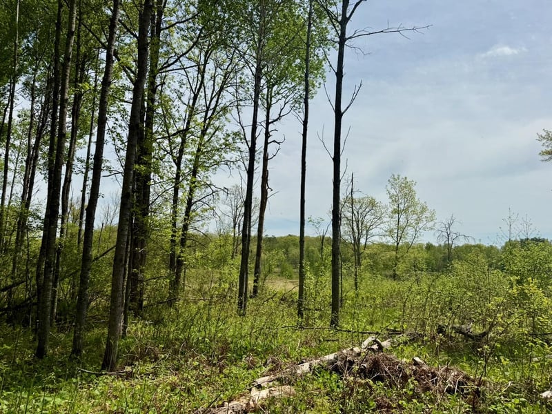XYZ Dailey Lake Rd, Willow River, MN 55795
