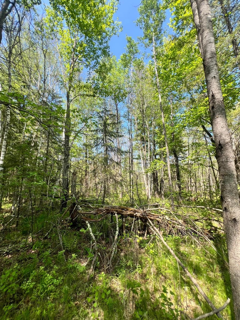 TBD County Rd 67, Grand Rapids, MN 55744