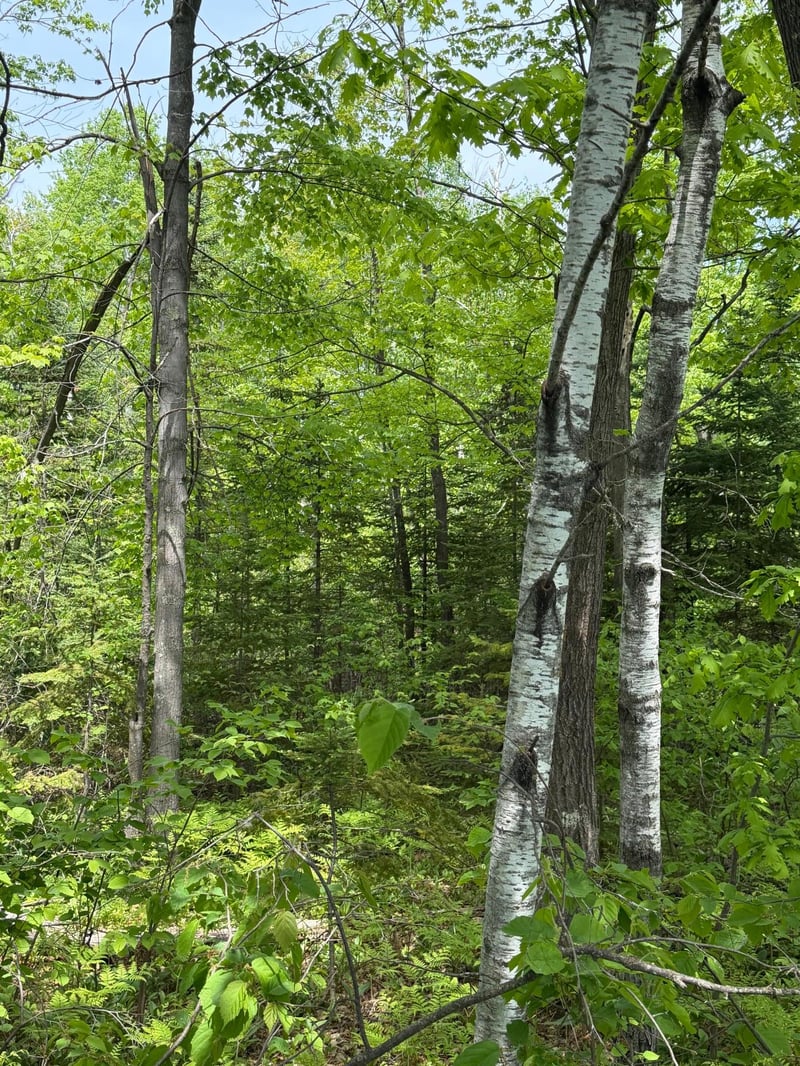 TBD Range Line Rd, Kerrick, MN 55756