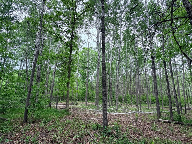 TBD Half Moon Rd, Park Rapids, MN 56470
