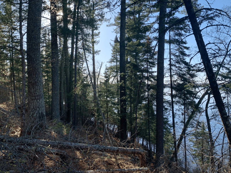tbd Muskie Bay Rd NE, Longville, MN 56655