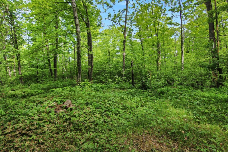 TBD Crooked Lake Twp, Outing, MN 56662