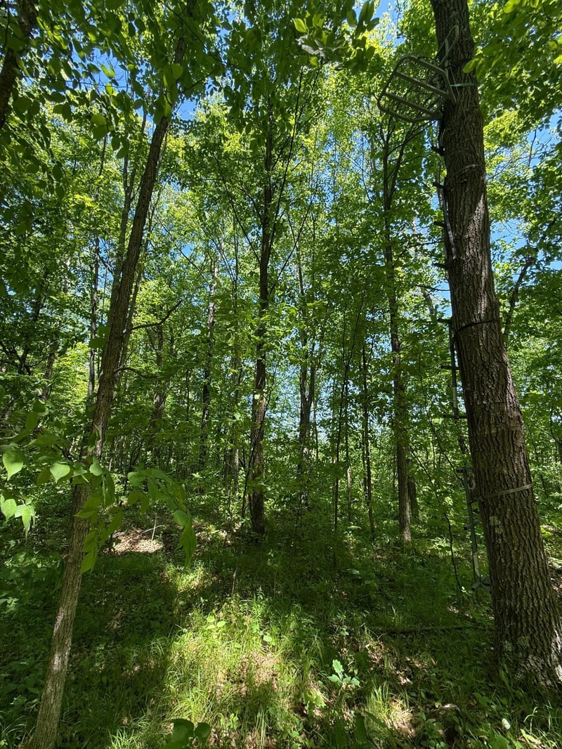 TBD Sandhill Crane Ln, Pine City, MN 55063