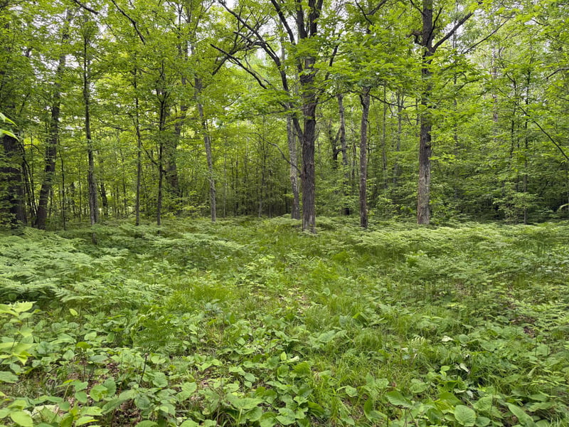 TBD Sandhill Crane Ln, Pine City, MN 55063