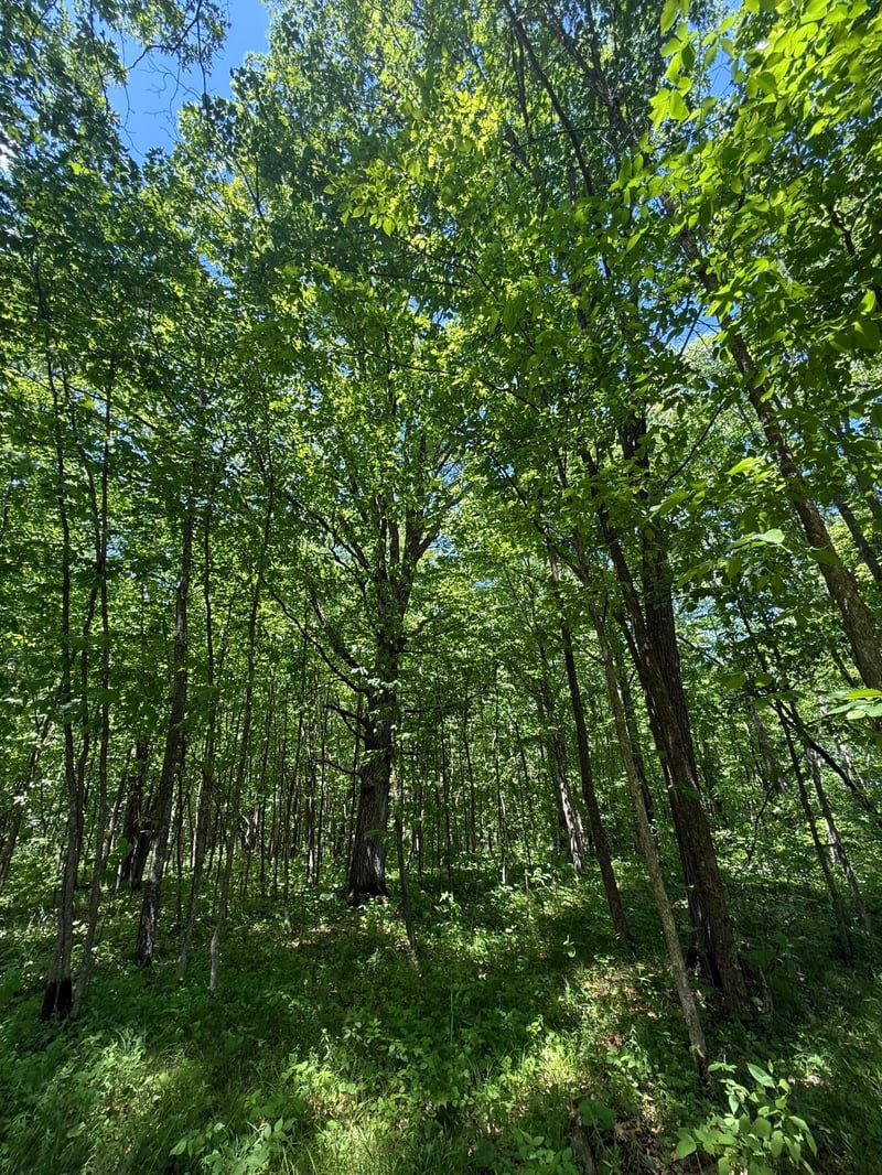 TBD Sandhill Crane Ln, Pine City, MN 55063
