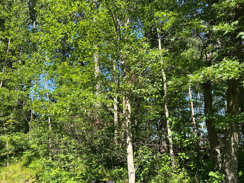 Lot 8 Terminal Rd, Breezy Point, MN 56472