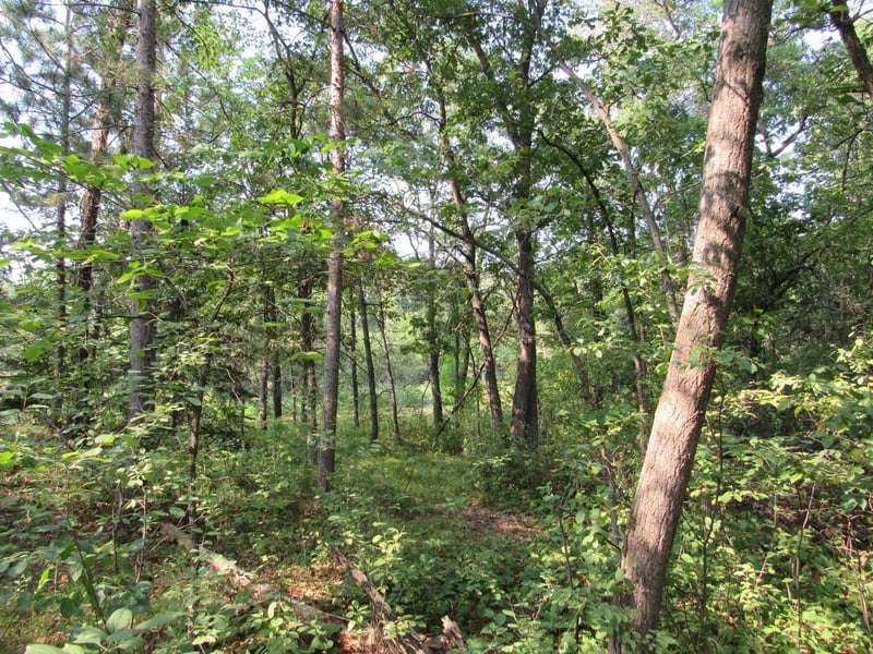 LOTS 5-11 TBD FRONT STREET Front St, Pine River, MN 56474