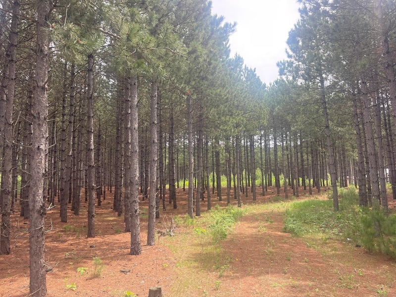 TBD2 County 2, Nevis, MN 56467