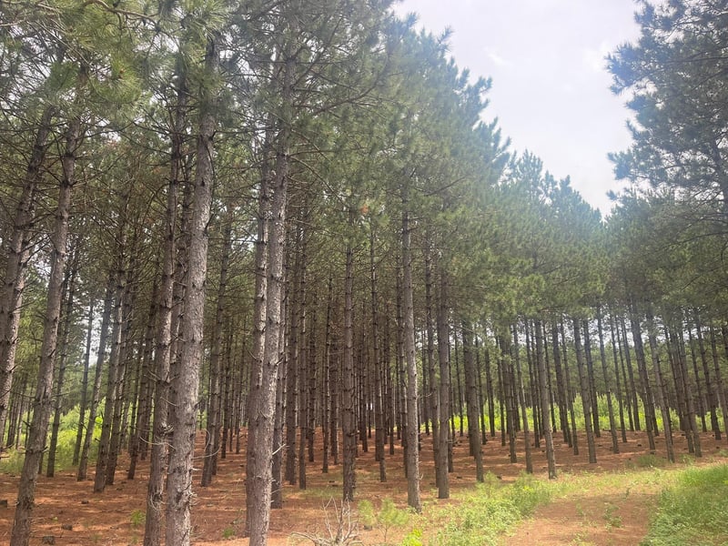 TBD2 County 2, Nevis, MN 56467