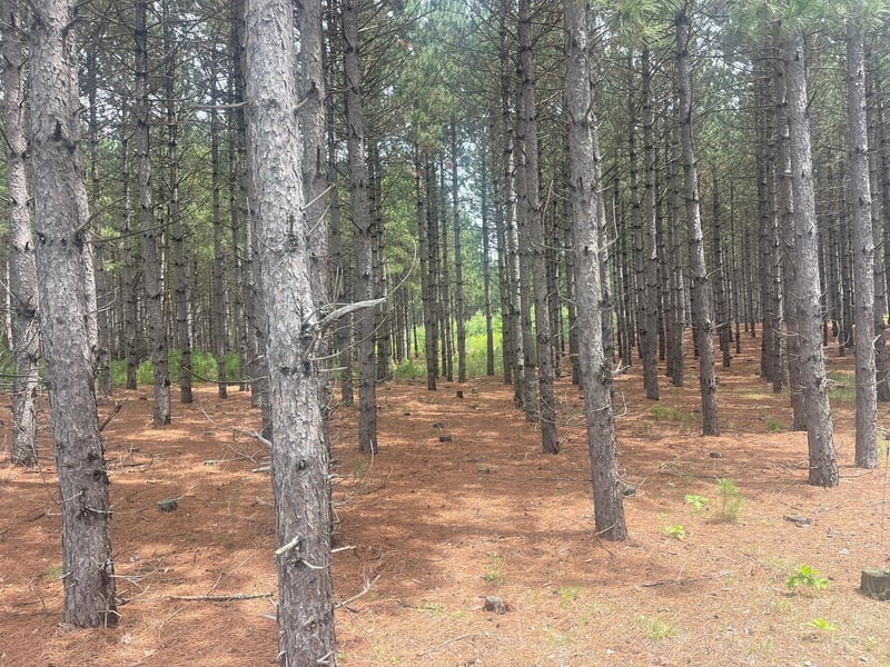TBD2 County 2, Nevis, MN 56467