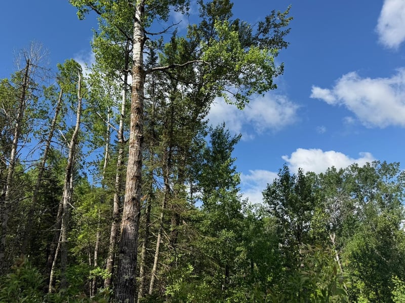 1576 County Road 8, Holyoke, MN 55749