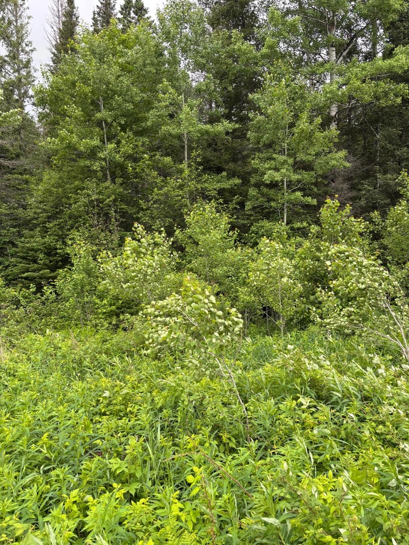 XXX Town Line Rd, Bassett Twp, MN 55602