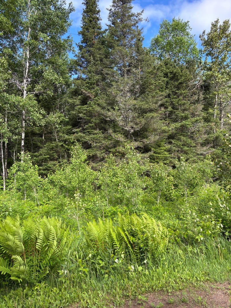 XXX Town Line Rd, Bassett Twp, MN 55602