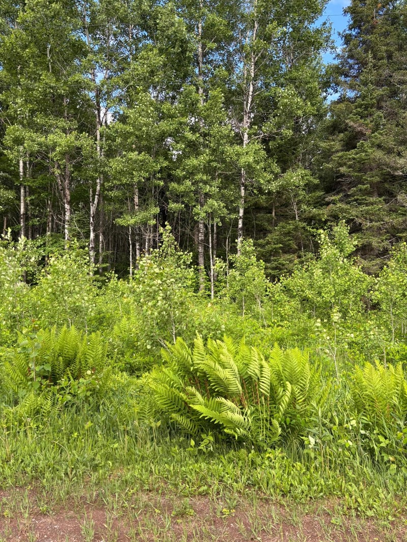 XXX Town Line Rd, Bassett Twp, MN 55602