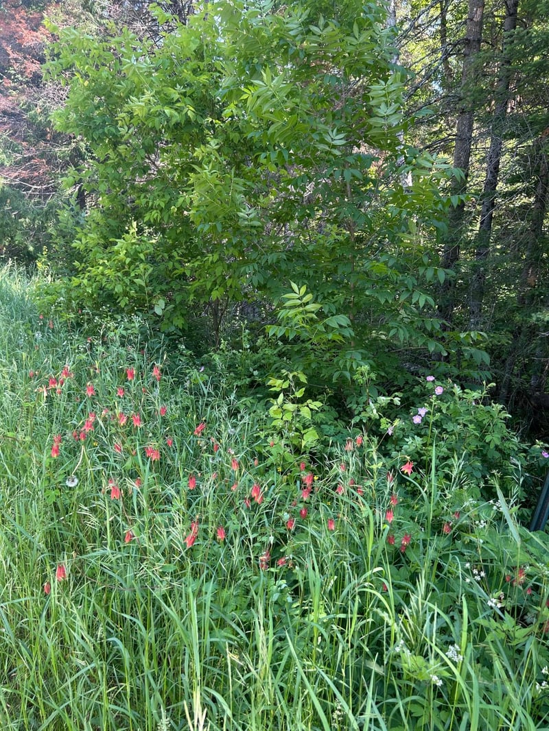 TBD Town Rd 7, Northome, MN 56661