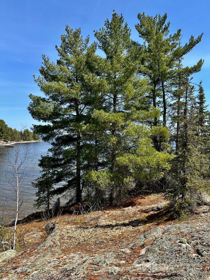 TBD Kabetogama Lake W, Kabetogama, MN 56669