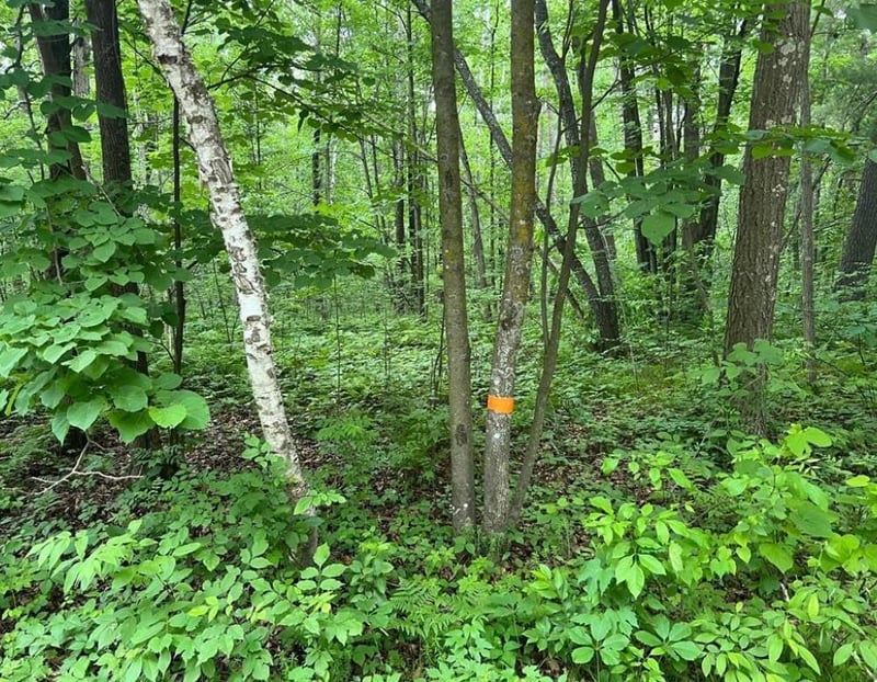 LOT 5 Wilderness Retreat, Pine City, MN 55063