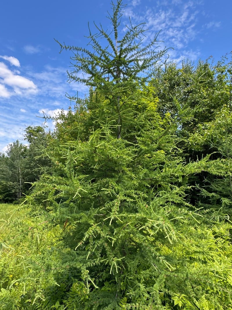TBD 300th Ln, Mcgregor, MN 55760