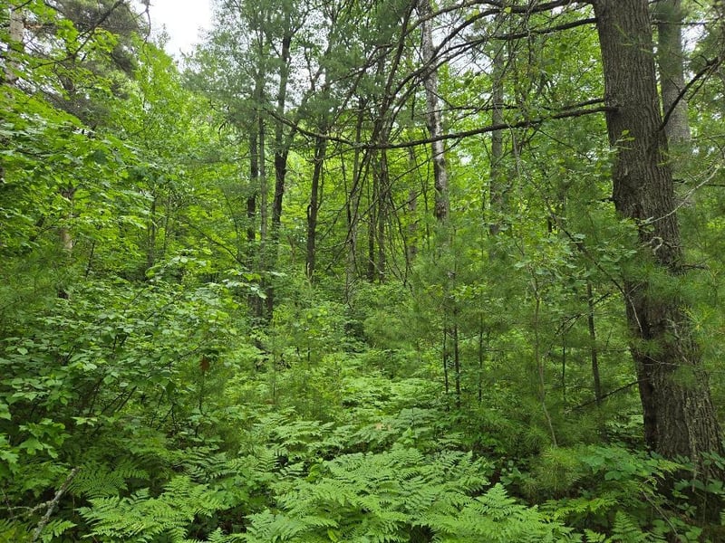 TBD Isle Harbor Dr, Federal Dam, MN 56641