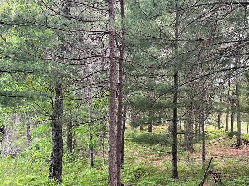 Lot 4 Big Bear Ct, Danbury, WI 54830