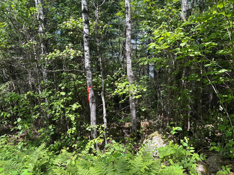 11703 Jacobs Rd, Orr, MN 55771