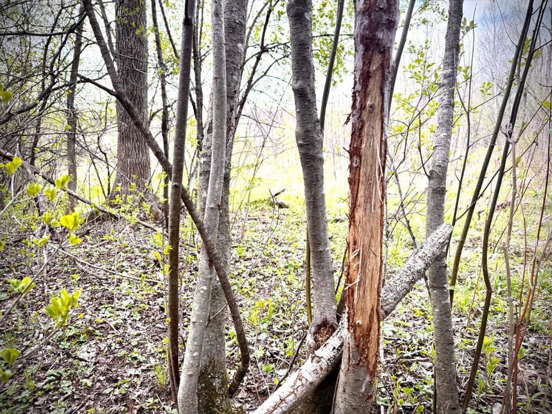 TBD County Line Ave, Clear Lake, WI 54005