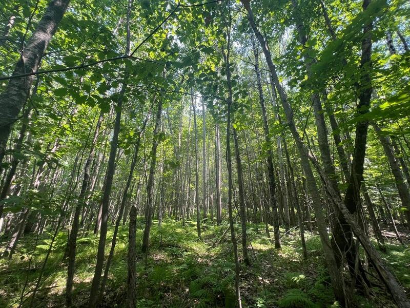 Parcel 6 County Road A, Solon Springs, WI 54873
