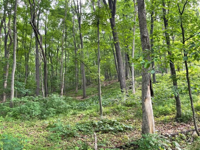 0 Anderson Hill Ln, Boyceville, WI 54725