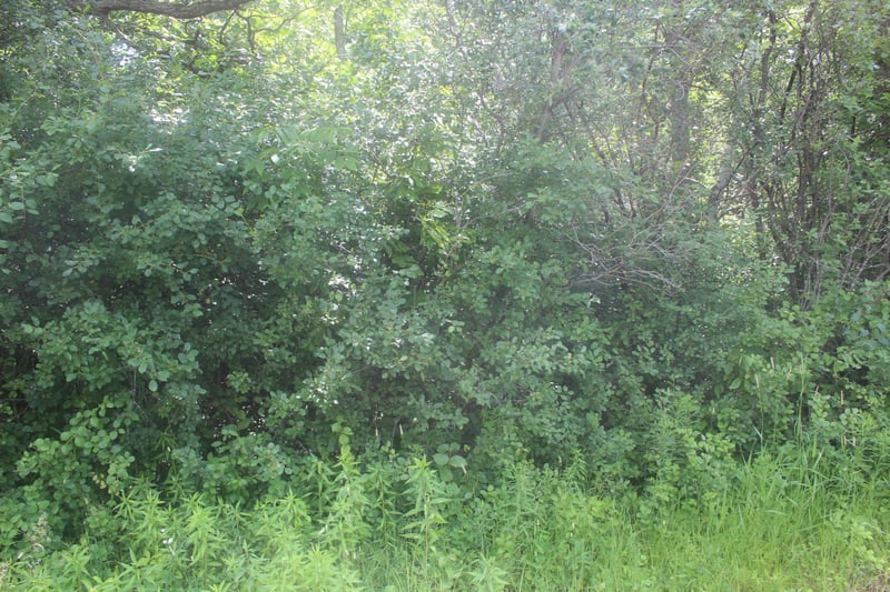 14xxx Green Meadow Rd, Milaca, MN 56353