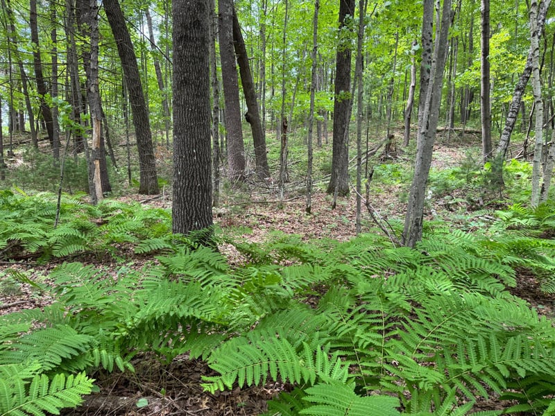 TBD Garden Dr, Siren, WI 54872