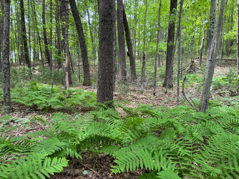 TBD Garden Dr, Siren, WI 54872
