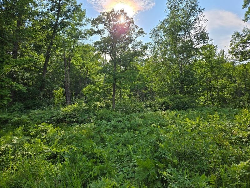 TBD State 84 NE, Longville, MN 56655