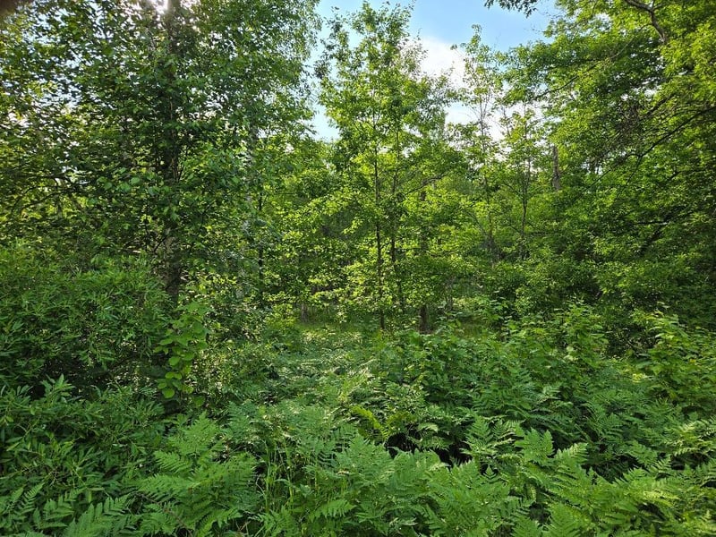 TBD State 84 NE, Longville, MN 56655