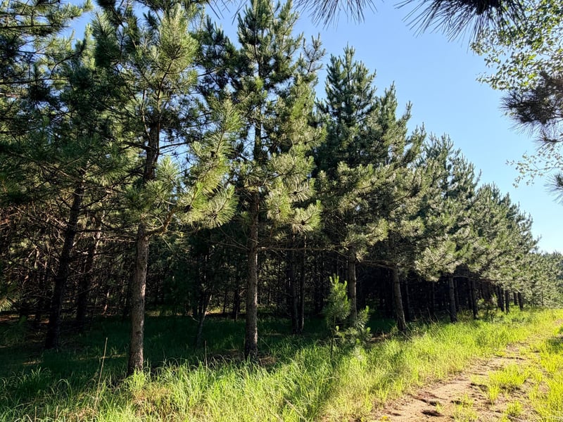 TBD 372nd St, Menahga, MN 56464