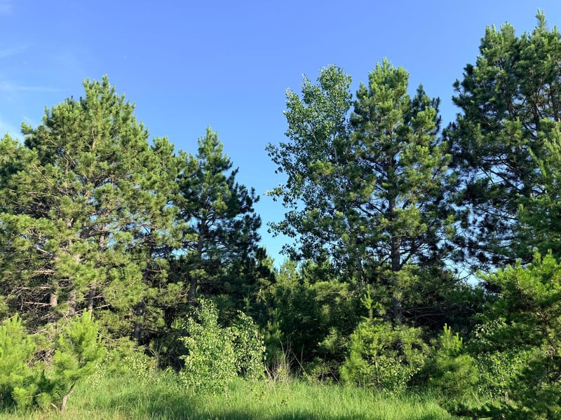 TBD 372nd St, Menahga, MN 56464