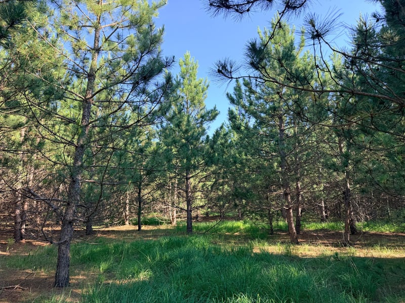 TBD Lita Ln, Menahga, MN 56464