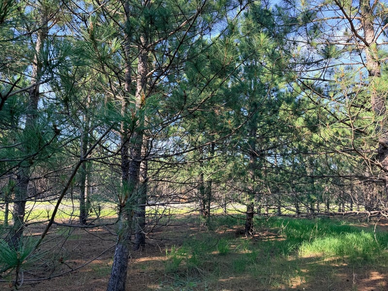 TBD Lita Ln, Menahga, MN 56464