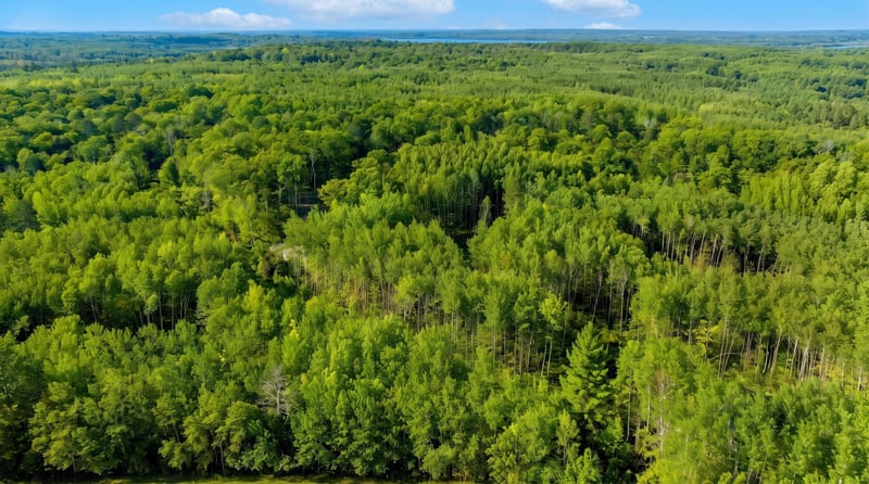 TBD Lot 2, Walker, MN 56484