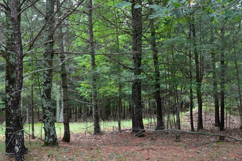 TBD Benson Rd, Grantsburg, WI 54840
