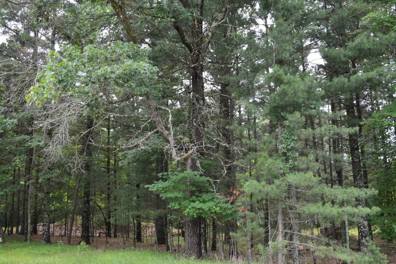 TBD Benson Rd, Grantsburg, WI 54840