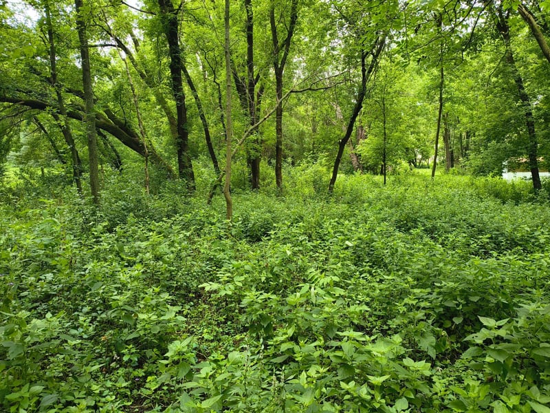 tbd NE 4th St, Glenwood, MN 56334
