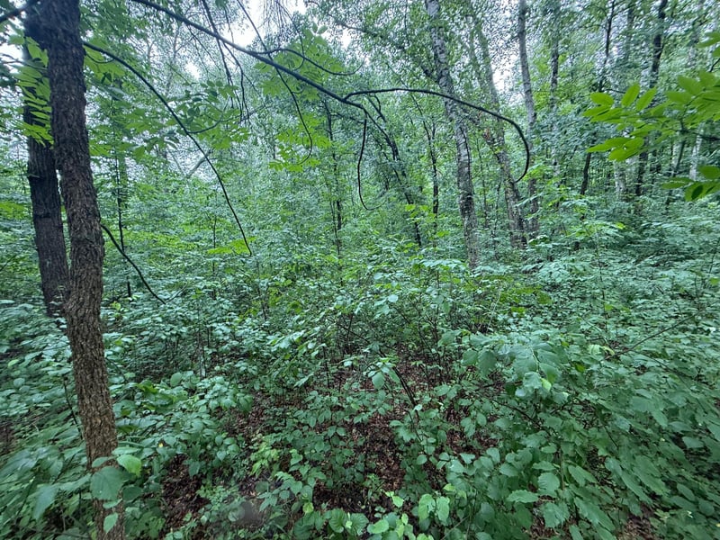 TBD Hardy Lake Rd, Baxter, MN 56425