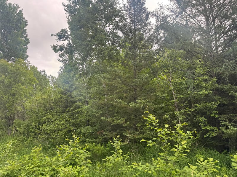 3xxx Quaal Rd, Forbes, MN 55738
