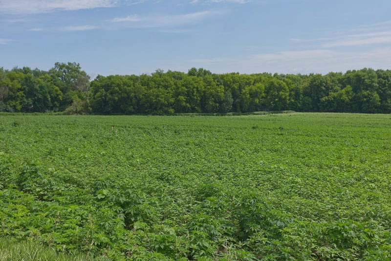 TBD2 Ingram Ave SW, Howard Lake, MN 55349