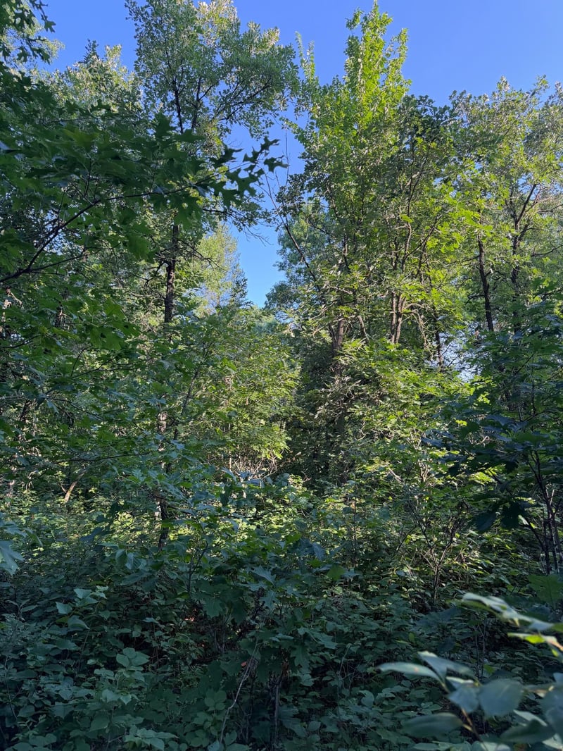 xxxxx Volkmann Ln, Grantsburg, WI 54840